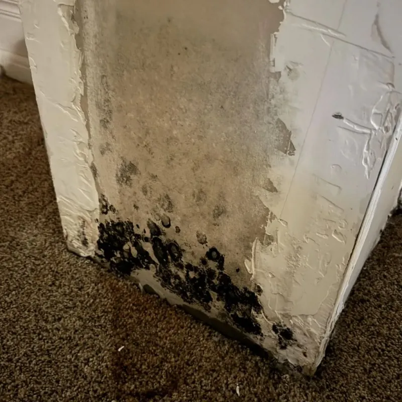 Professional Mold Removal in Cross Lanes, WV